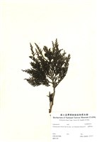 藏品(臺灣扁柏)的圖片